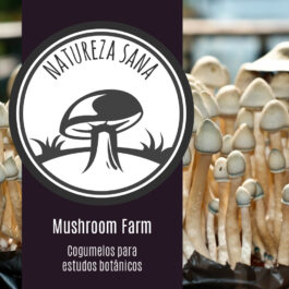 Fazenda cogumelos mágicos natureza sana