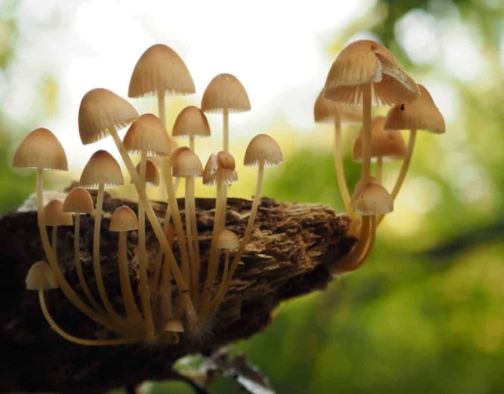 cogumelos psicodélicos
