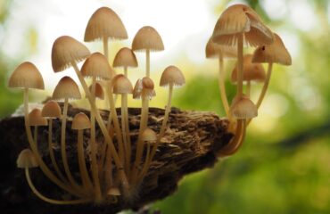 cogumelos psicodélicos