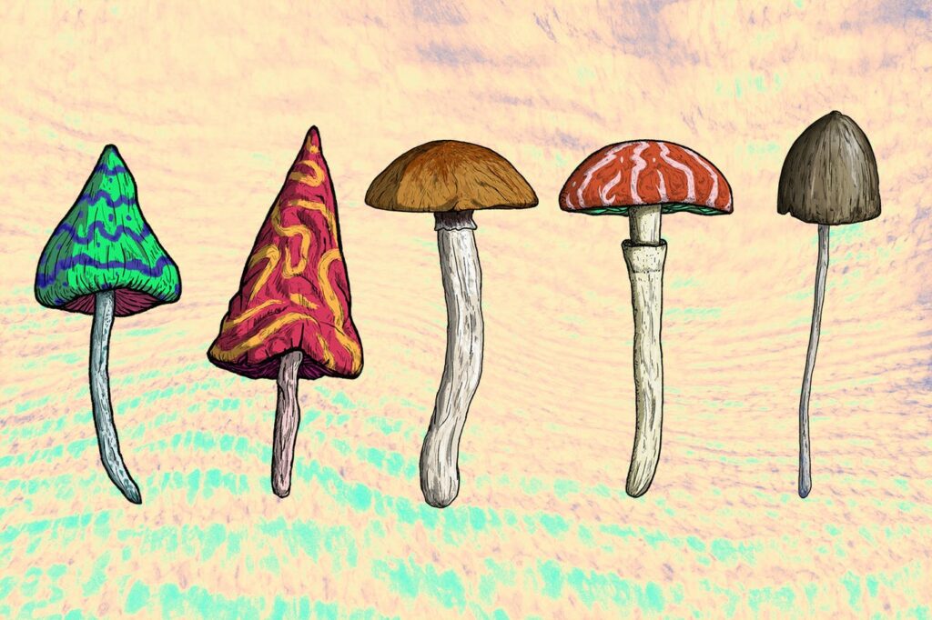 Psilocybe Cubensis