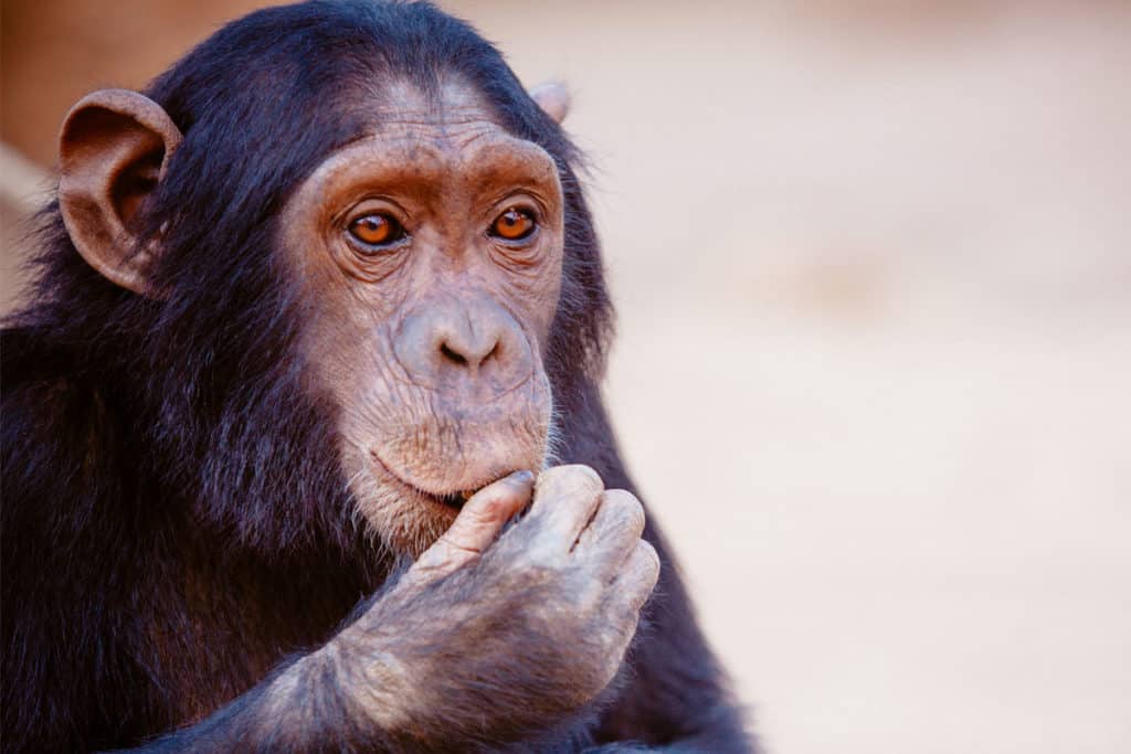 teoria dos macacos apedrejados