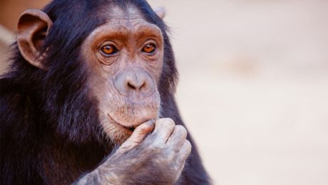teoria dos macacos apedrejados