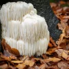 Extrato de Cogumelo Juba de Leão - Hericium Erinaceus