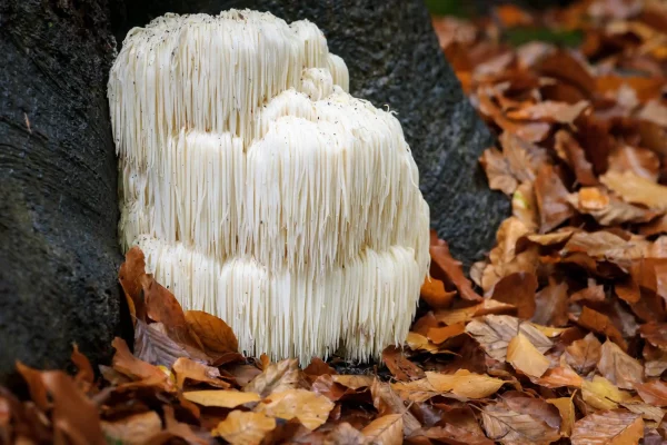 Extrato de Cogumelo Juba de Leão - Hericium Erinaceus