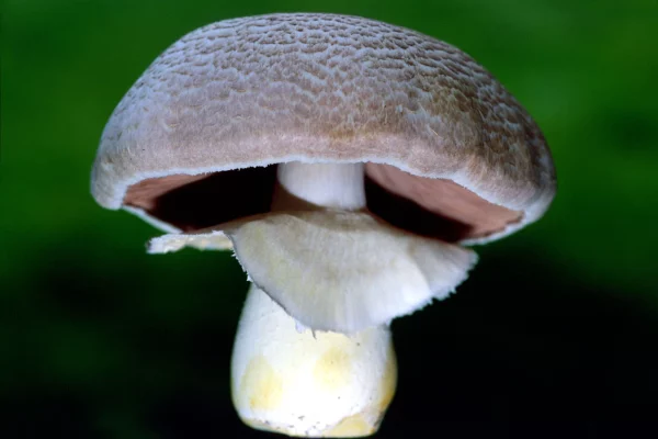 Agaricus Blazei