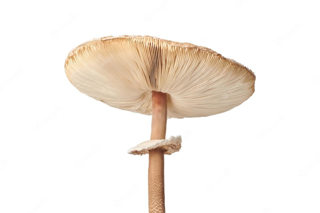 Veja como os cogumelos Agaricus blazei podem ajudar no tratamento contra depressão.