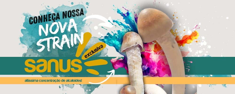 Nova Strain SANUS (Psilocybe cubensis)