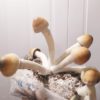 Strain SANUS Psilocybe Cubensis