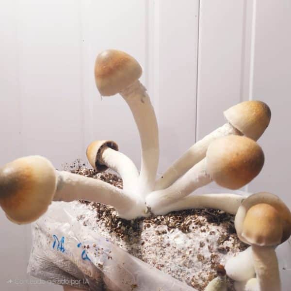 Strain SANUS Psilocybe Cubensis