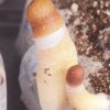 Strain SANUS Psilocybe Cubensis