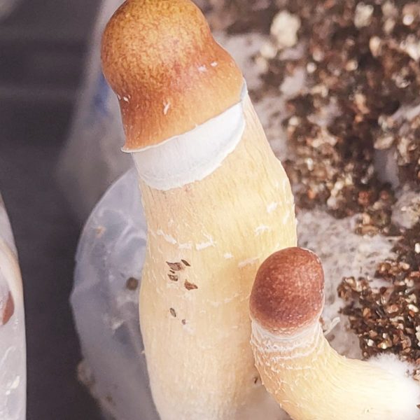 Strain SANUS Psilocybe Cubensis