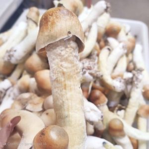Strain SANUS Psilocybe Cubensis