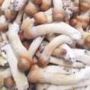 Strain SANUS Psilocybe Cubensis
