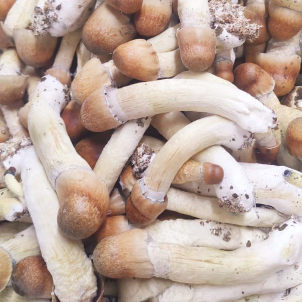 Strain SANUS Psilocybe Cubensis