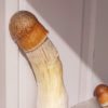 Strain SANUS Psilocybe Cubensis