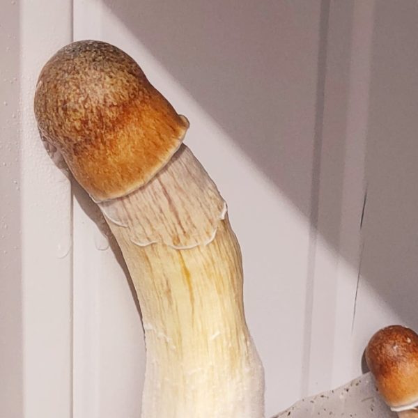 Strain SANUS Psilocybe Cubensis