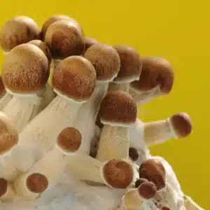 Golden Teacher